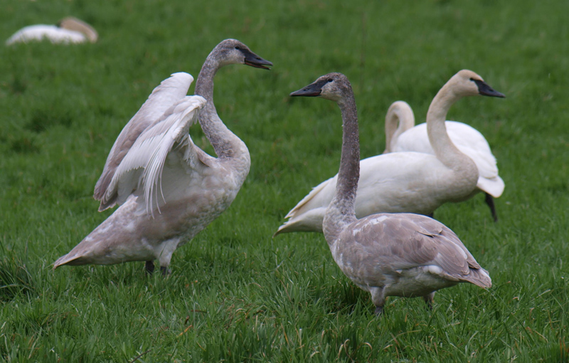 Trumpeter Swan