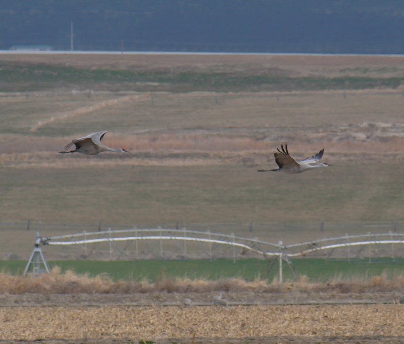 crane_flight.jpg