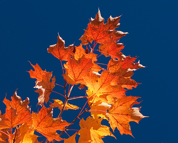 Fiery Leaves