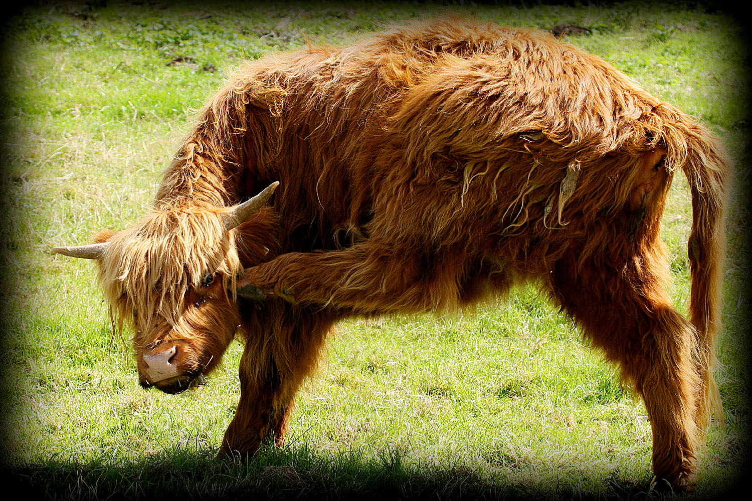 Bovine Gymnast