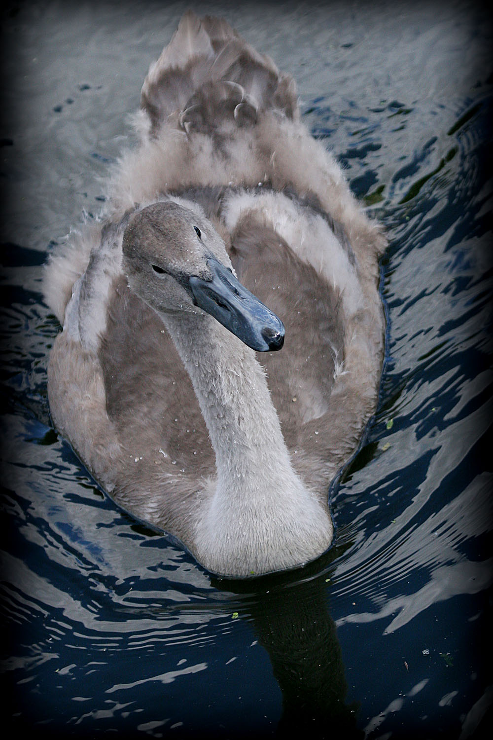Signet Squint