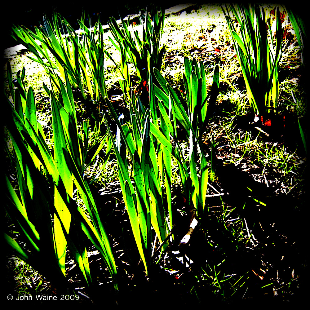 Green Shoots