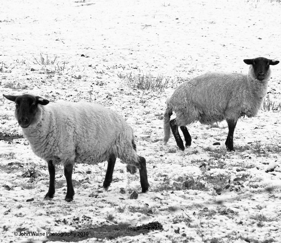 Shivering Suffolk Sheep Shimmy Shamelessly