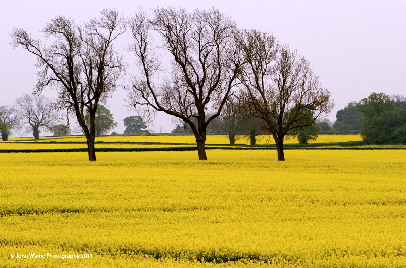 Three Bare Trees In Canola / Rapeseed