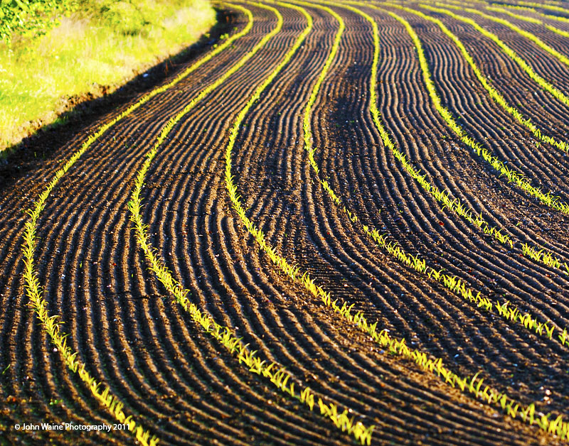 A-maize-ing Lines