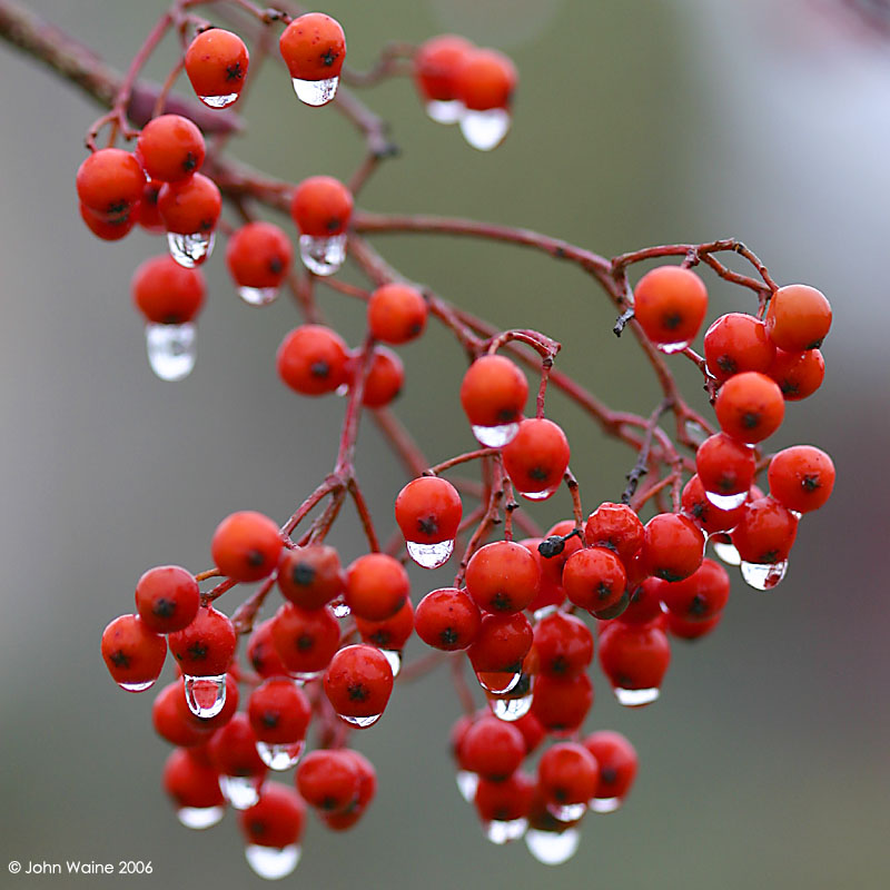 Red Berry Droplets 2