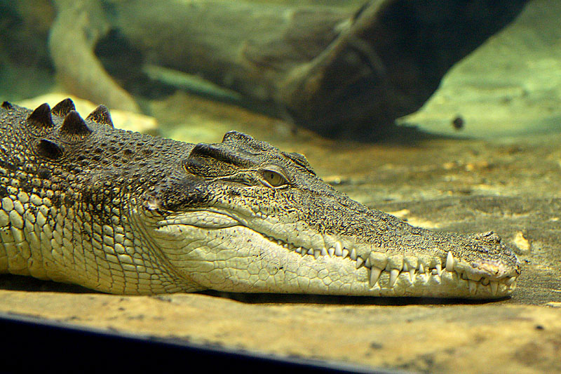 Croc