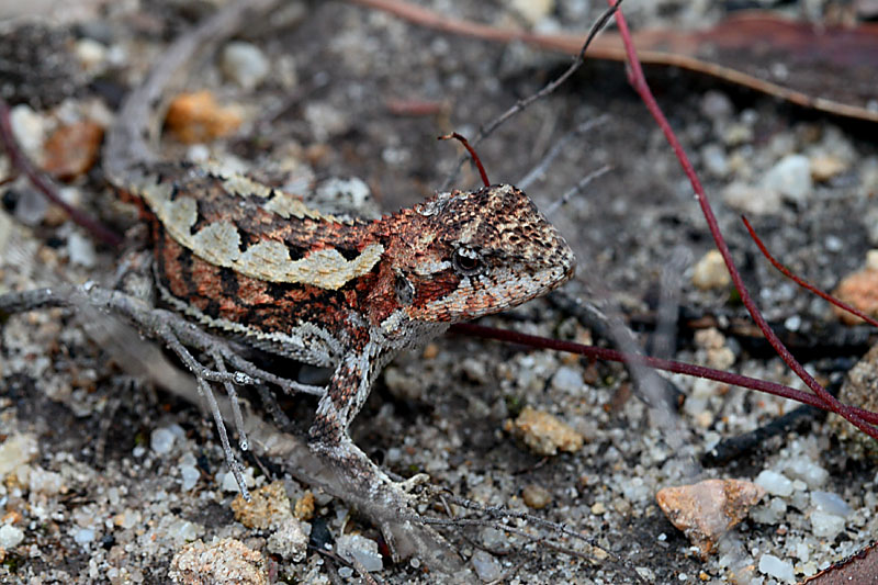 Lizard in the wild 1