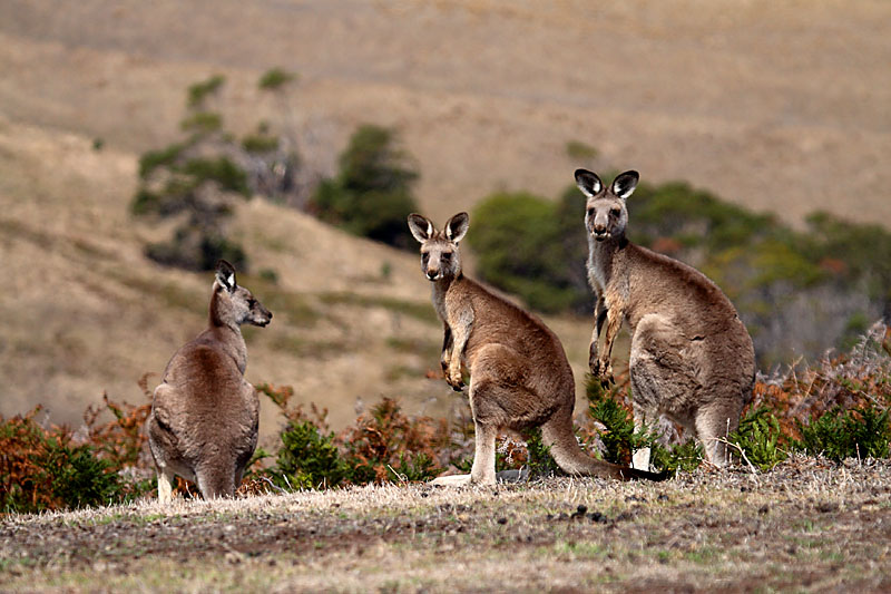Roos