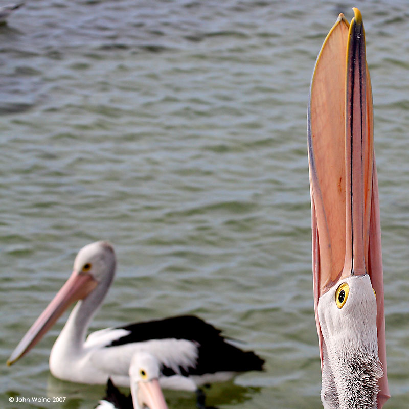 Australian Pelican Feeding