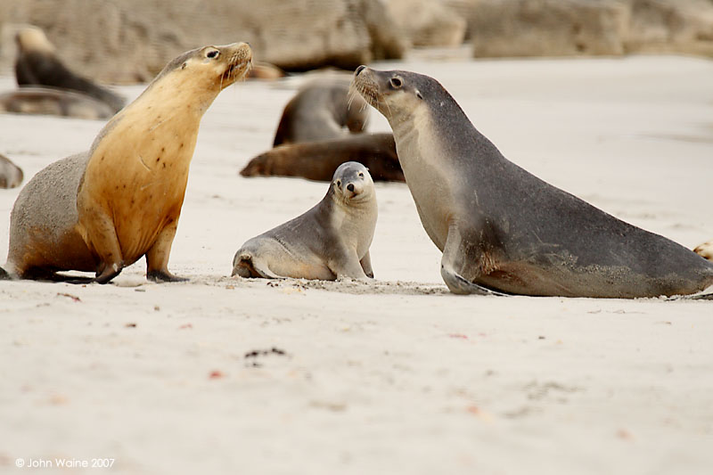 Seals and Sealions
