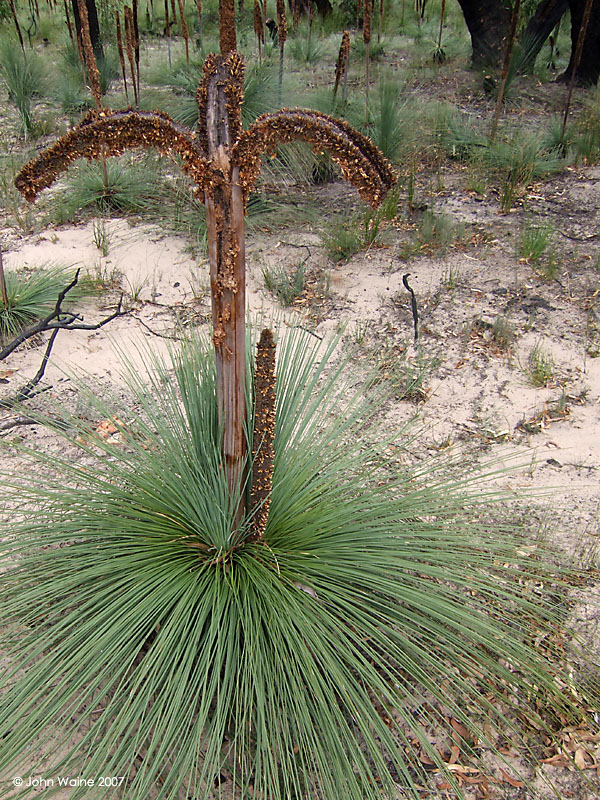 Grass Tree (Xanthorrhoea)