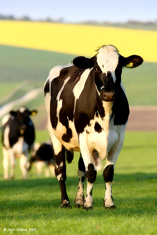 Bovine Bravado