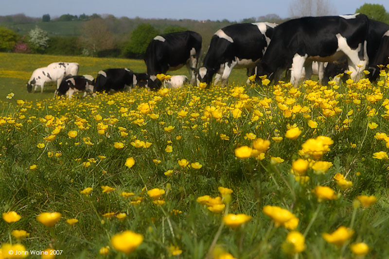 Heifers In The Buttercup Meadow 2