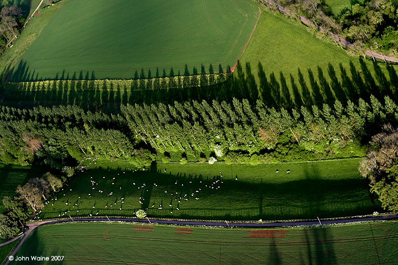 Poplar Shadows