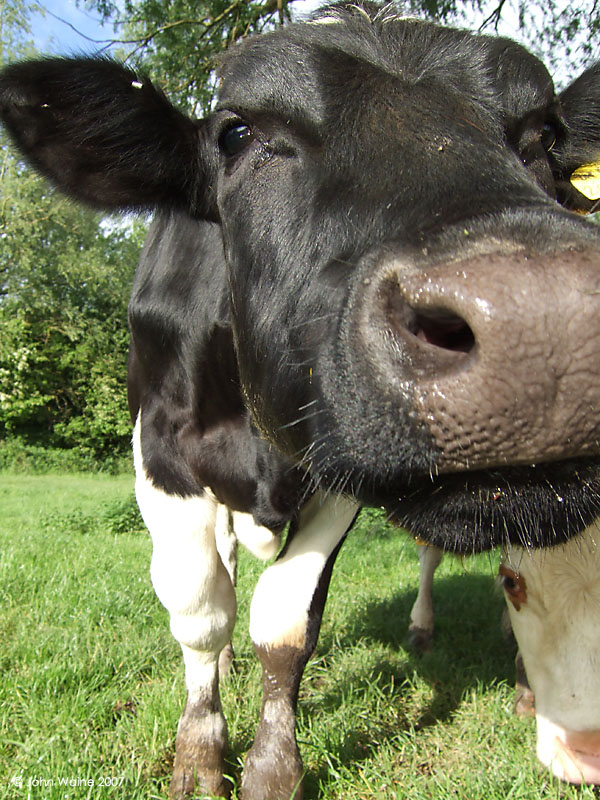 Nose