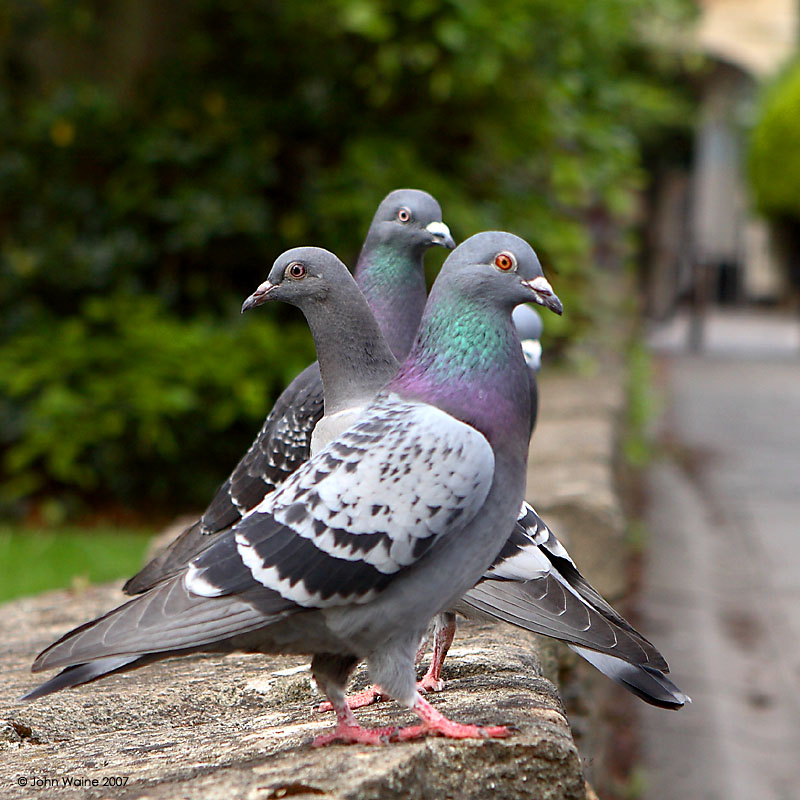 Three Wise Pigeons