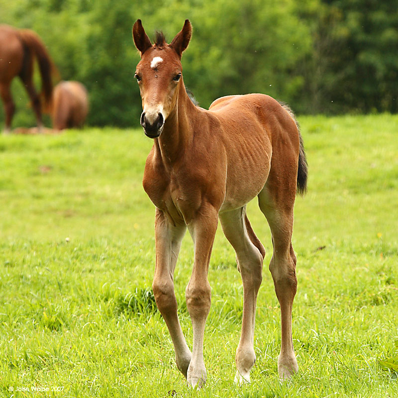 Foal Walking