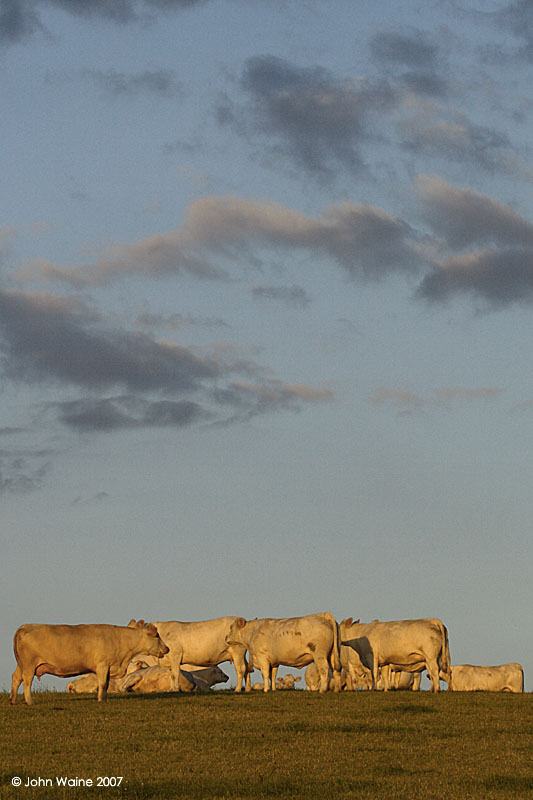 Charolais At Sundown