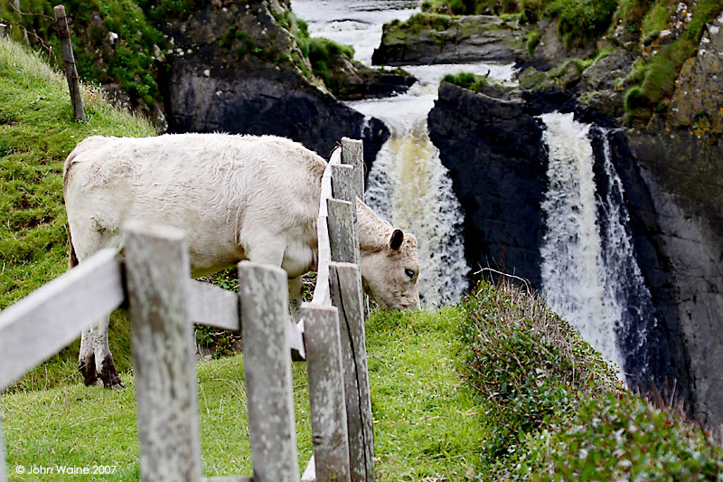 Heifer So Near To The Edge!