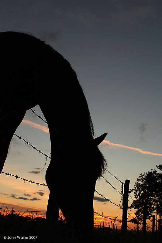 Pony, Fence and Sunset