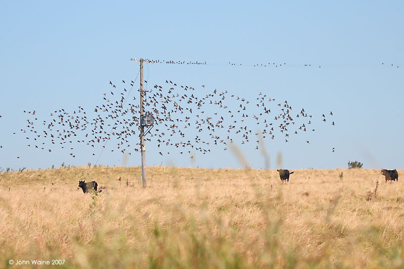 Birds And Cows On Calstone Down