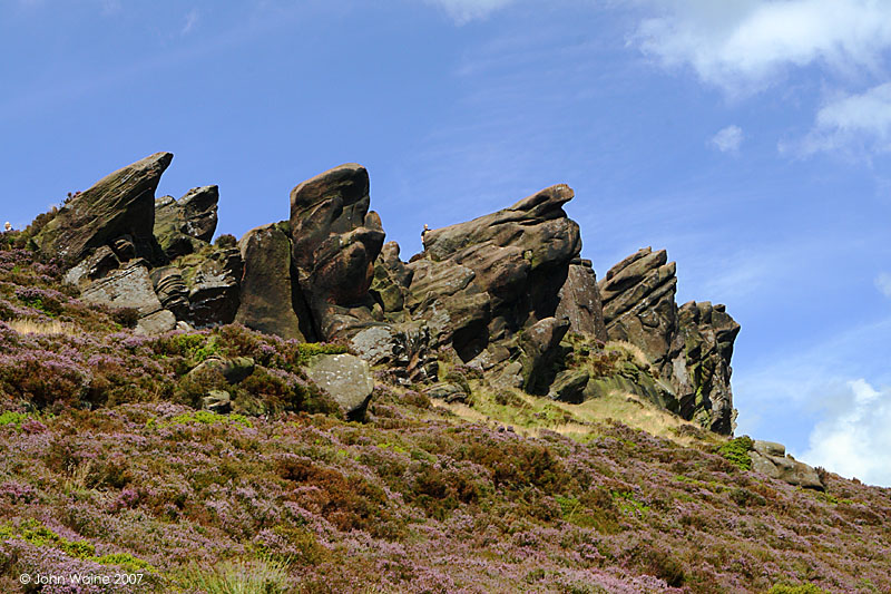 The Roaches