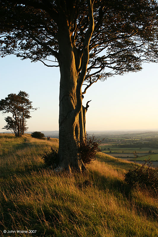 Sundown Beech