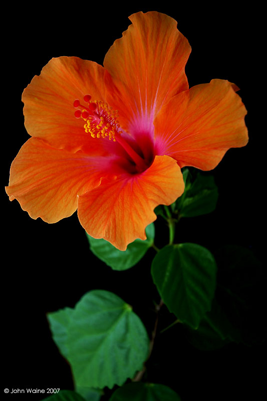 The Lone Hibiscus