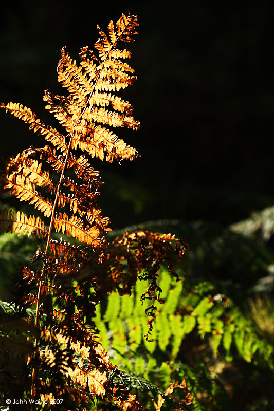 After All, What Are Fronds For?