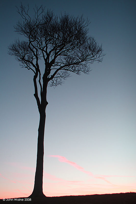 Powerful Tree 1