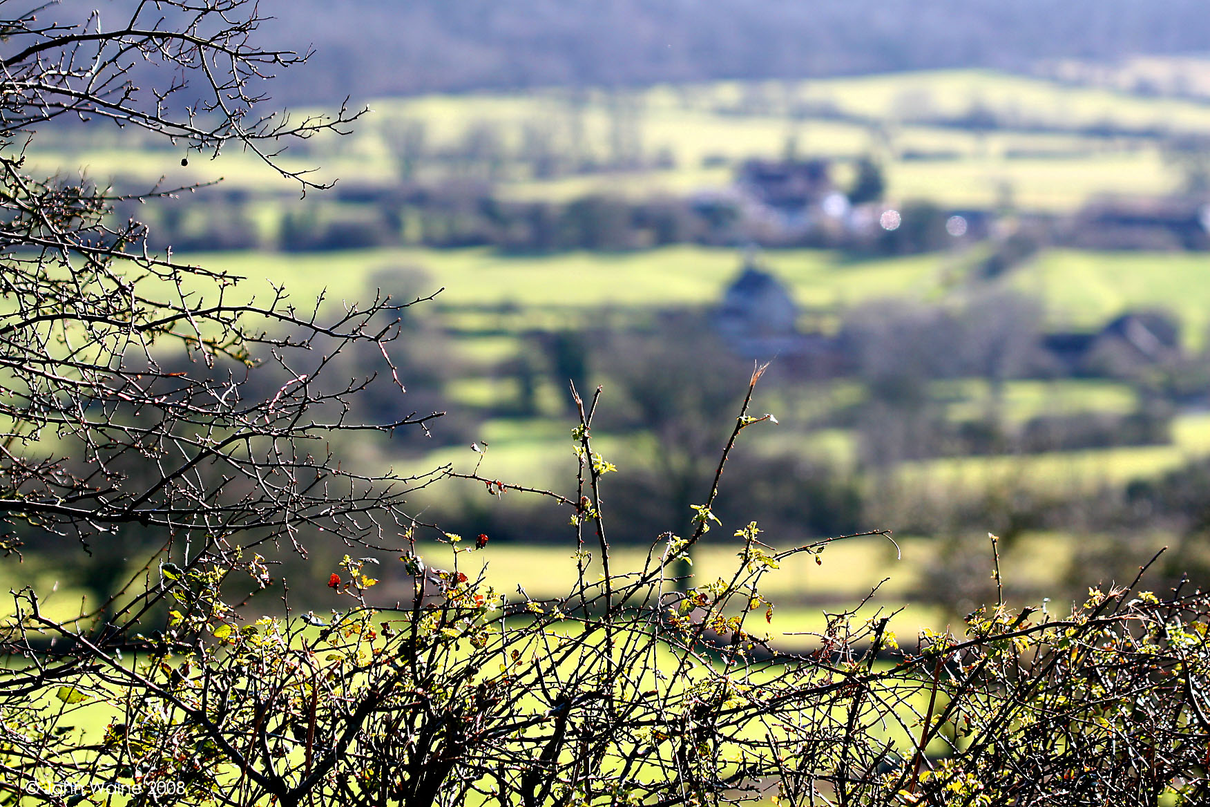 Looking Over The Hedge