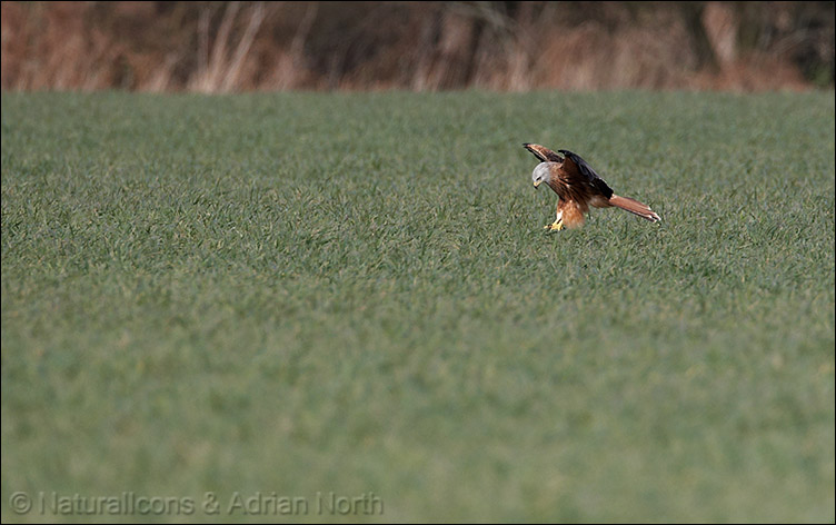Red Kite Feeding