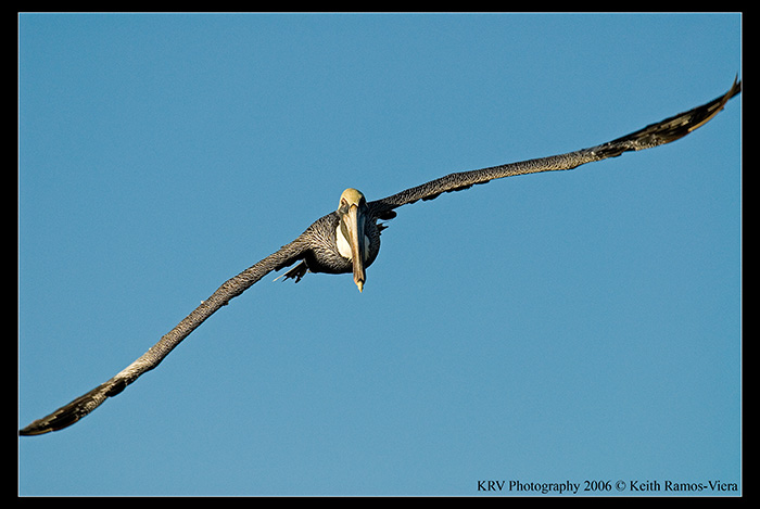 _KRV2975 Brown Pelican web.jpg