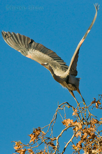 Great Blue Heron