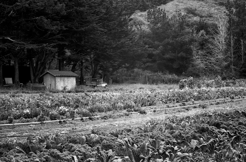 20091010TriX_Scan036-SEfex_web.jpg