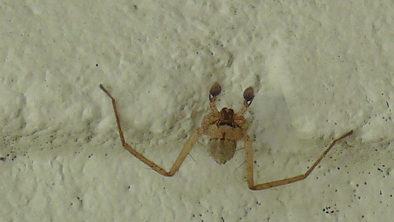 P1080042_unknown_spider_pbase.jpg