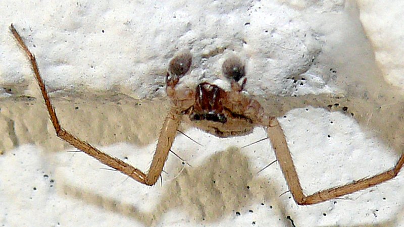 P1080052_unknown_spider_pbase.jpg