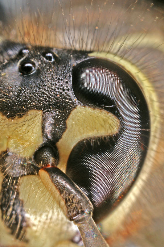 Wasp Eyes 7729.jpg