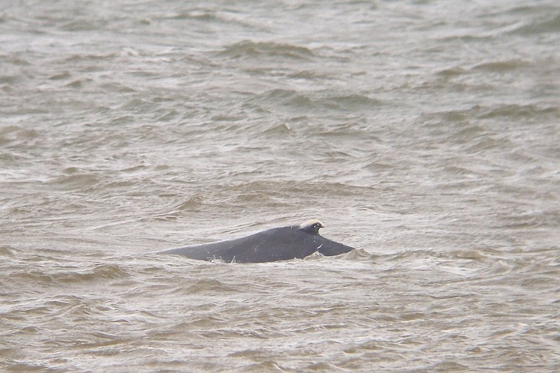 Humpback Whale - Megaptera novaeangliae - Bultrug