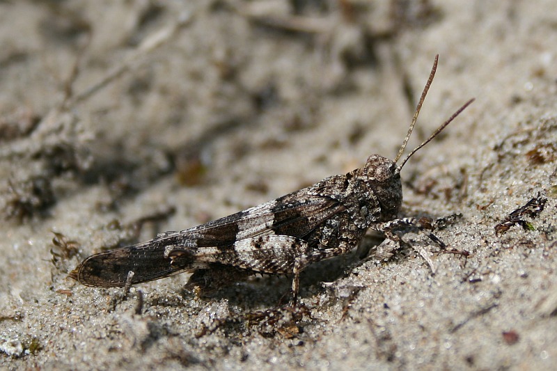 Blue-winged Grasshopper - Oedipoda caerulescens - Blauwvleugelsprinkhaan