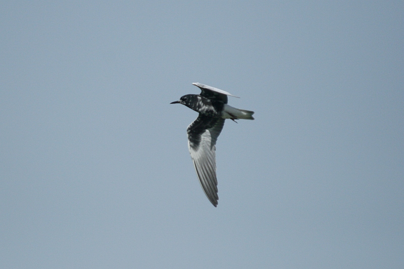 White-winged Tern - Chlidonias leucopterus