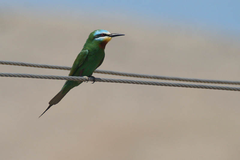 Blue-cheeked Bee-eater - Merops persicus