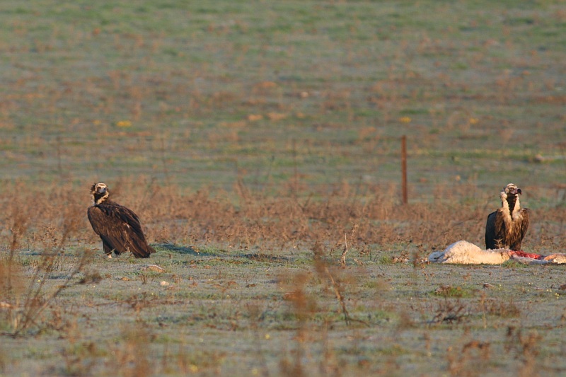 Cinereous Vultures - Aegypius monachus