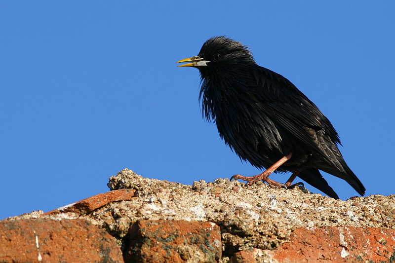 Spotless Starling - Sturnus unicolor