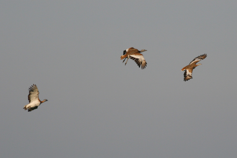 Great Bustards - Otis tarda