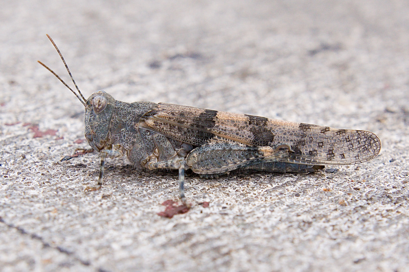Kiezelsprinkhaan - Sphingonotus caerulans