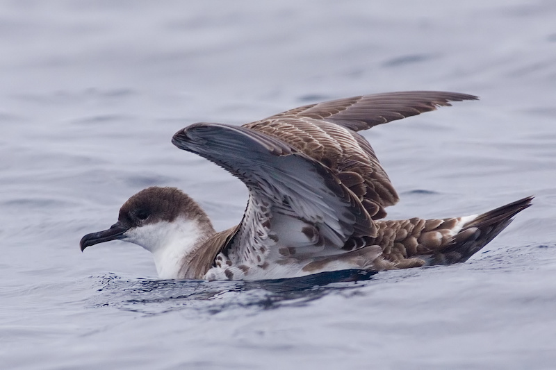 Great Shearwater - Puffinus gravis