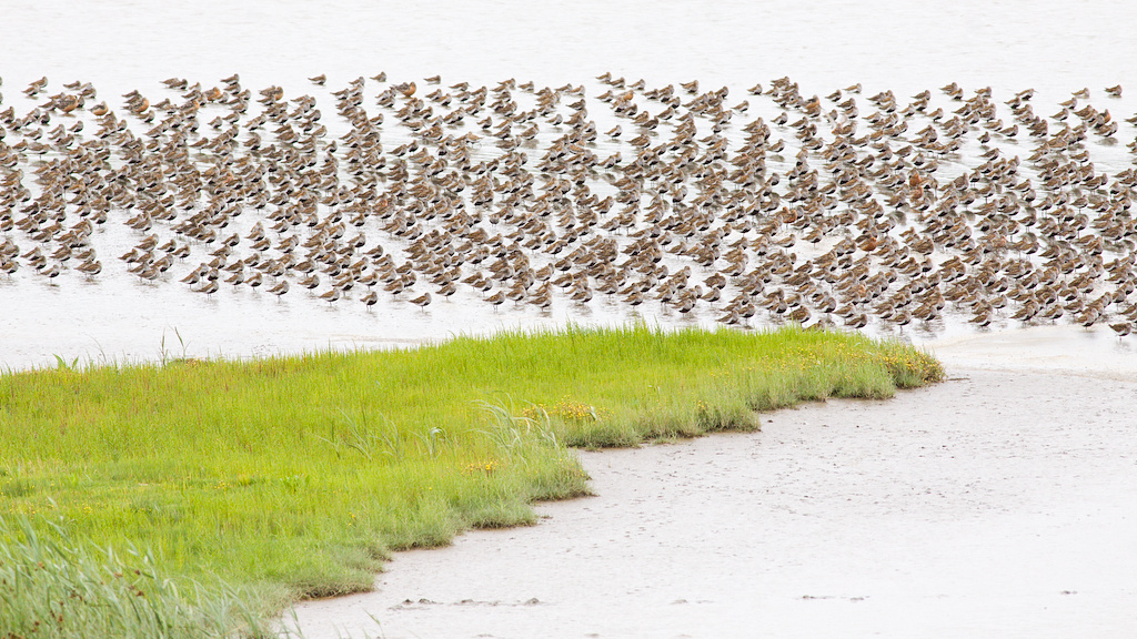 Dunlins - Calidris alpina