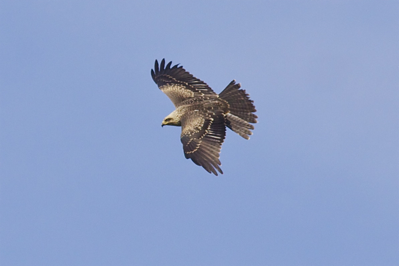 Black Kite - Milvus migrans - Zwarte Wouw